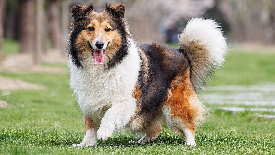 Shetland Sheepdog