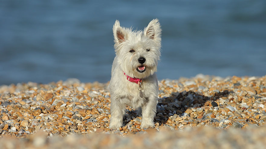 West Highland White Terrier