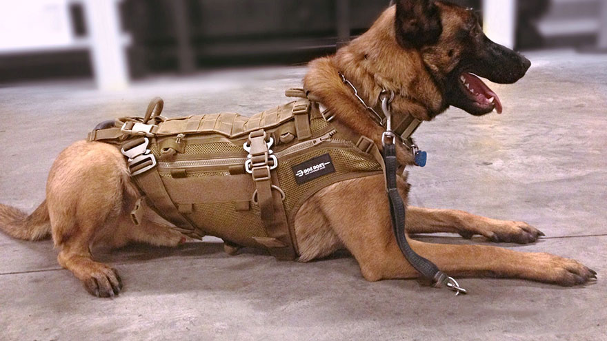 Dogs Are Used in the Military
