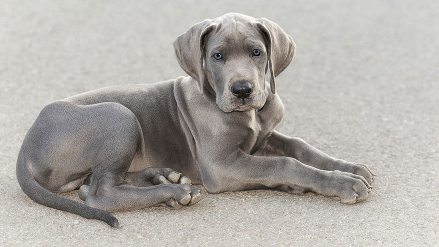 is there such a thing as a miniature great dane