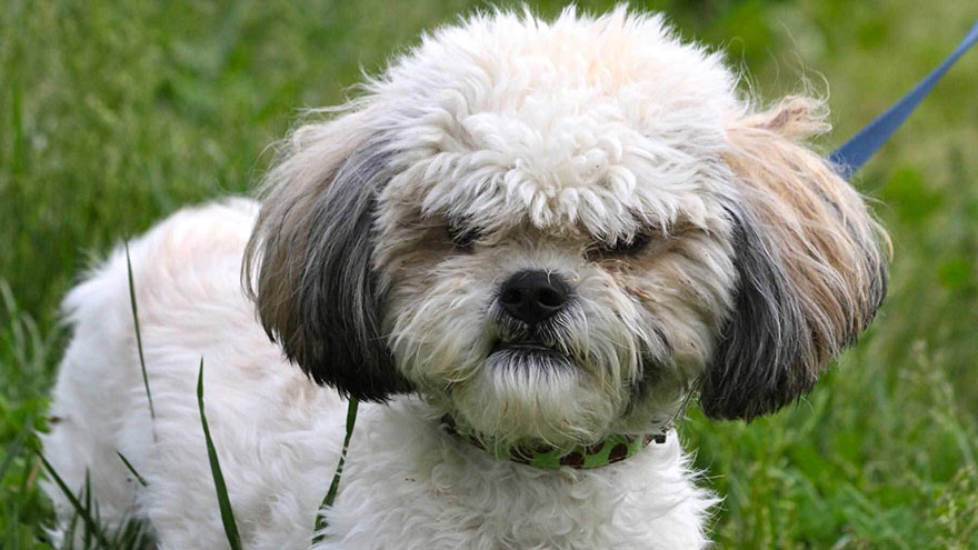 Shih Tzu Dog