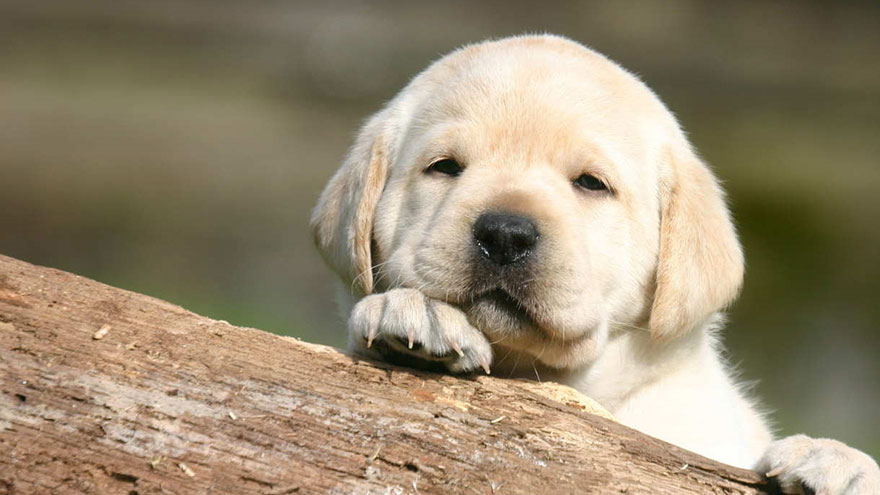 Lab Puppy Growth