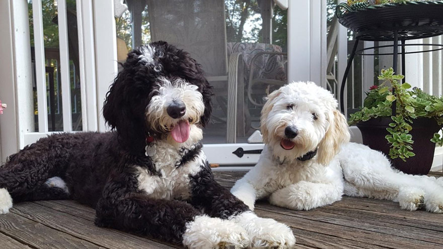 Labradoodles and Goldendoodles