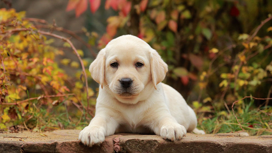 Labrador Dog