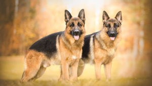 Male Vs. Female German Shepherd Dogs | Our Deer