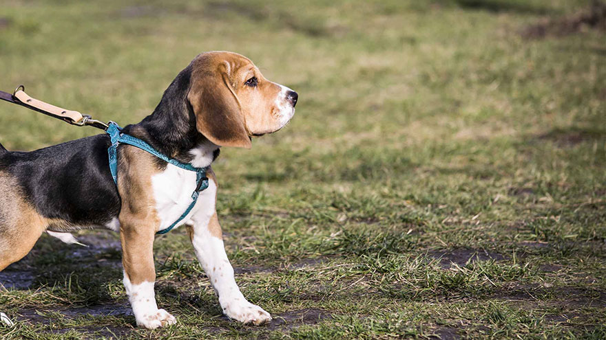 Mini Beagle Information