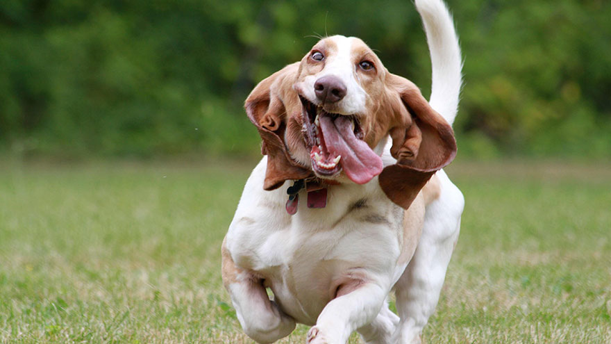 Problems With Basset Hounds