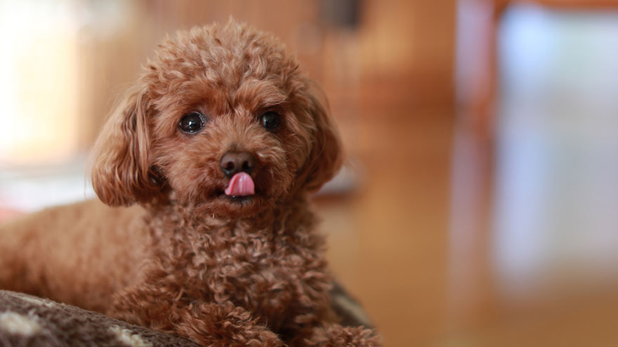 Toy Poodle