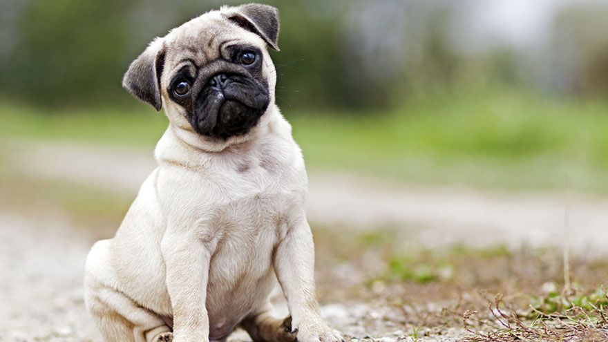 Pug Puppy