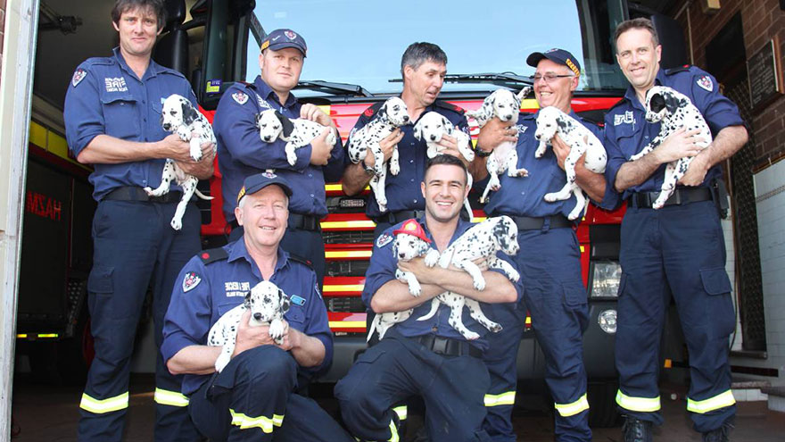 Dalmatians Associated With Firemen