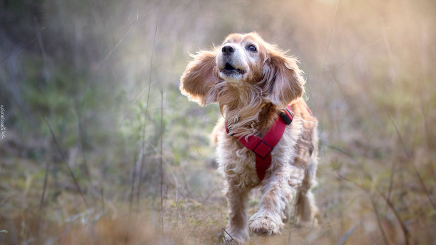 Dog Breeds for Walking Cocker Spaniel