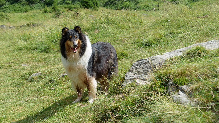 Dog Breeds for Walking Collie