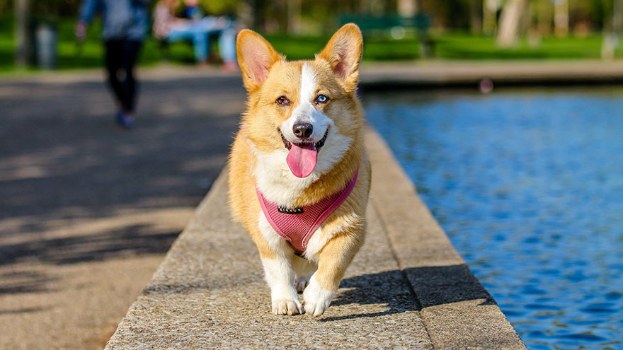 Dog Breeds for Walking Corgi