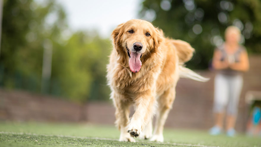 Dog Breeds for Walking Golden Retriever
