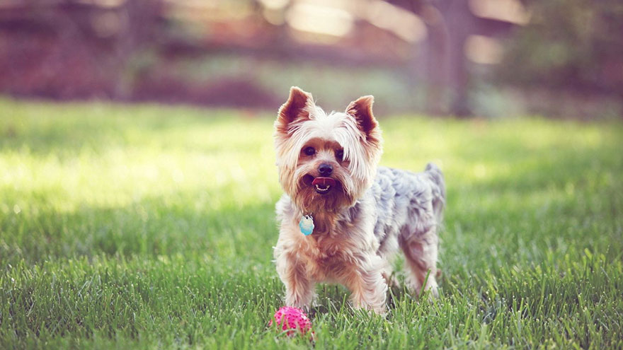 Dog Breeds for Walking Yorkshire Terrier