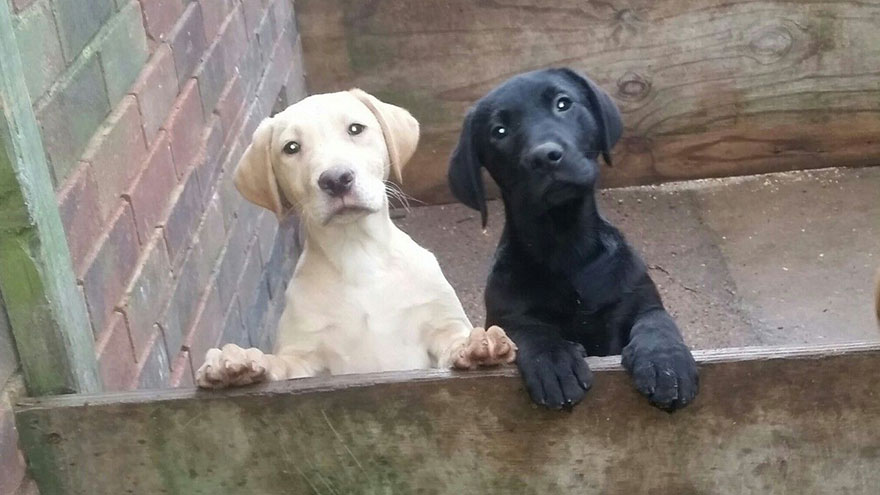 Difference Between Female and Male Labrador Retrievers