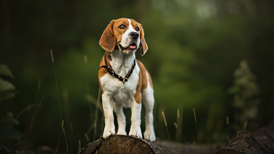 The Beagle