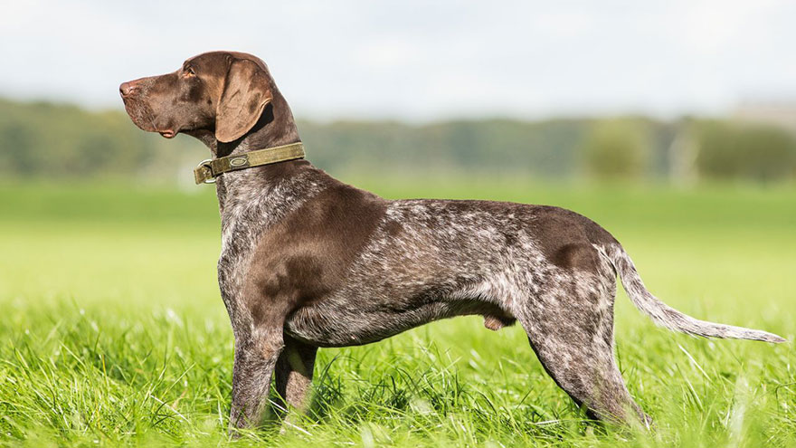 German Shorthaired Pointer