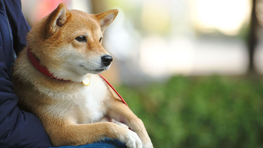 The Shiba Inu