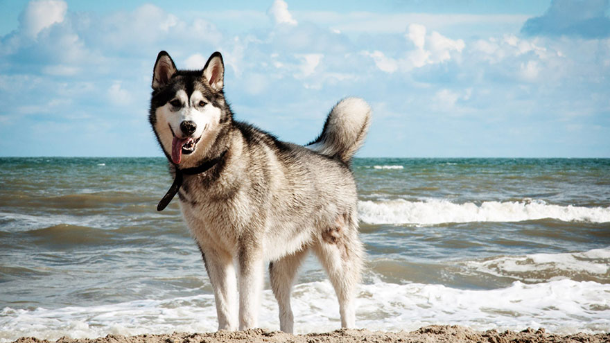 The Siberian Husky