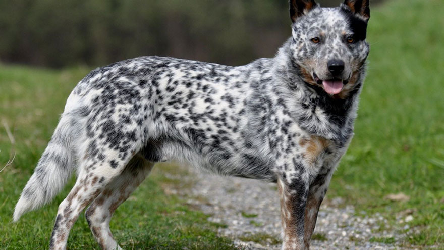 The Australian Cattle Dog