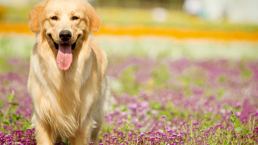 How to Pick Golden Retriever Names