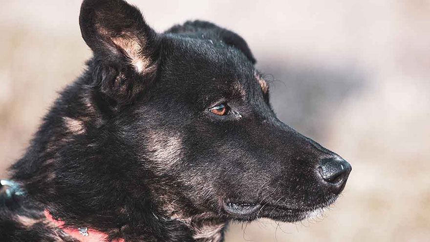 black lab german shepherd mix