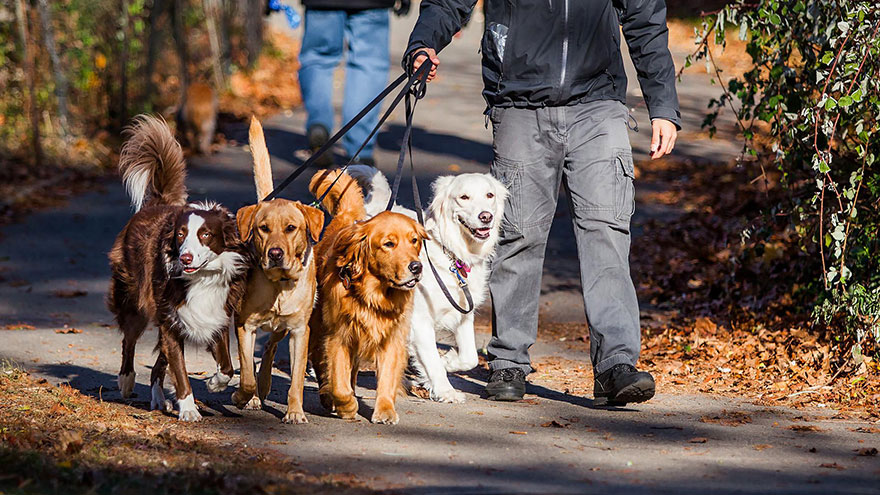 The Best Dog Breeds for Walking