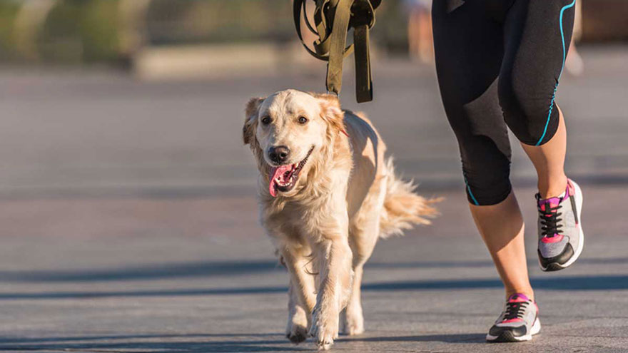 The Best Dog Breeds to Run With