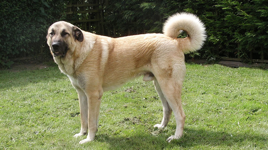 Anatolian Shepherd