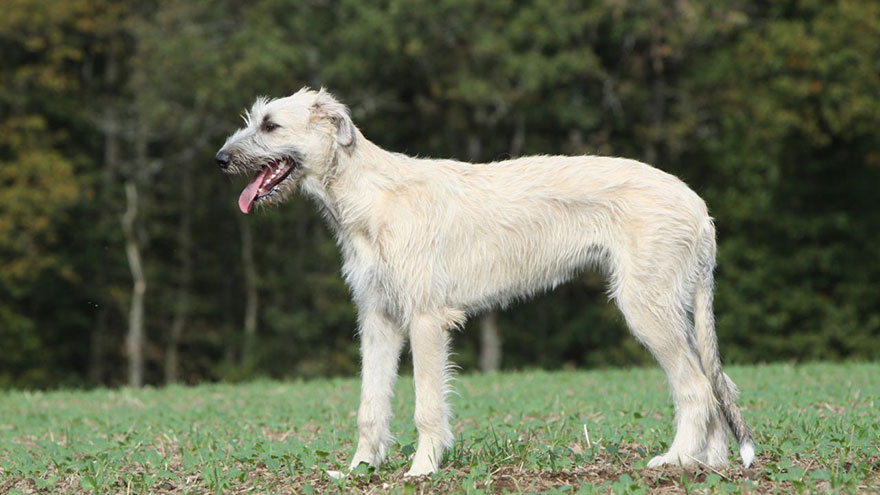 Irish Wolfhound