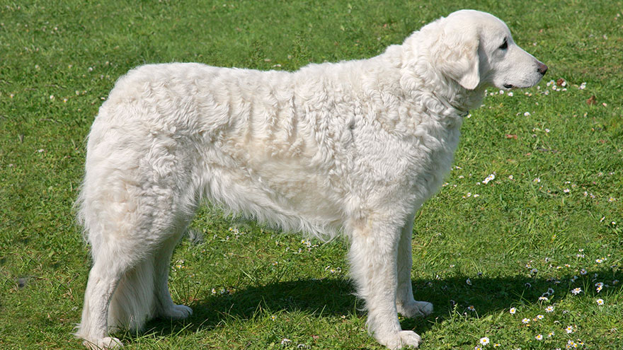 Kuvasz