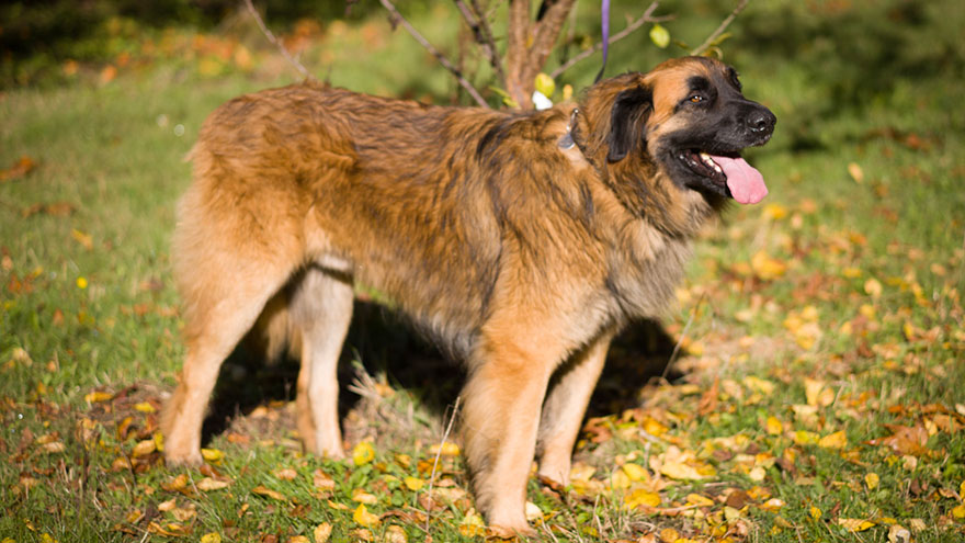 Leonberger