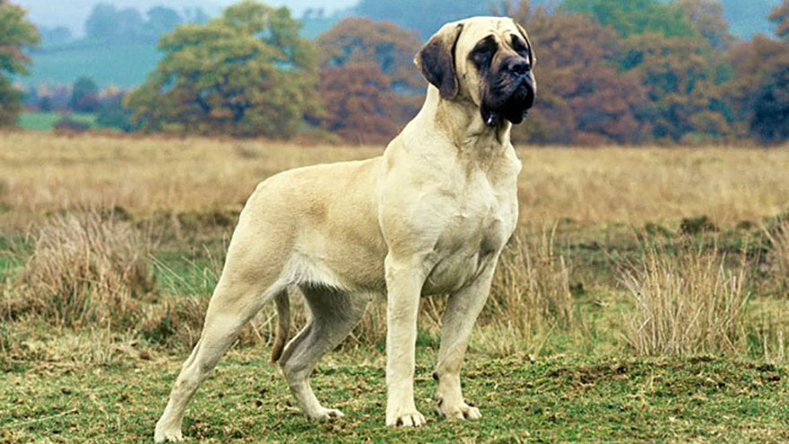 Mastiff