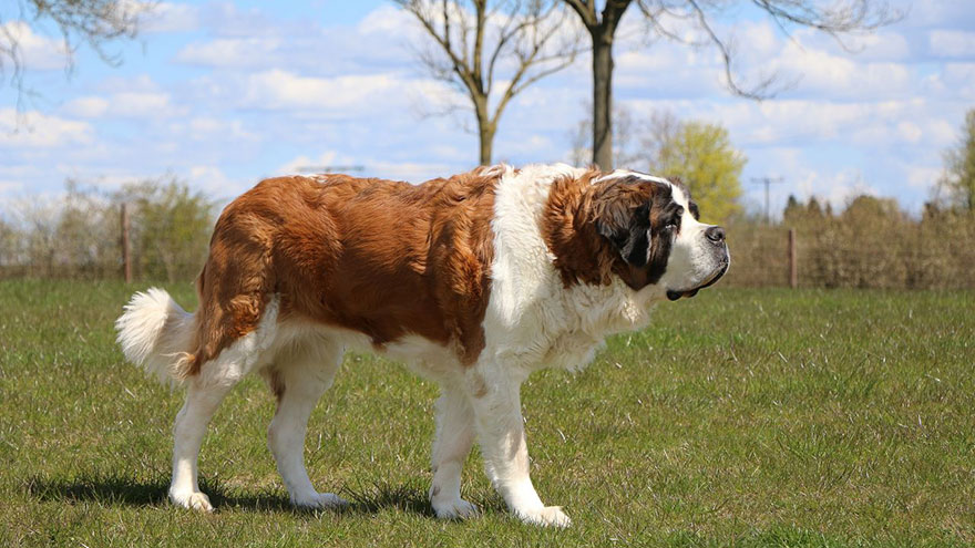 Saint Bernard