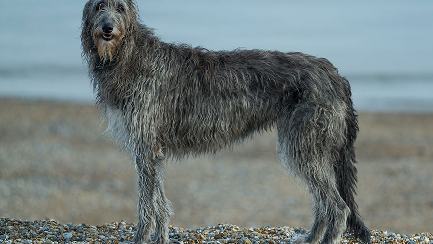 Scottish Deerhound