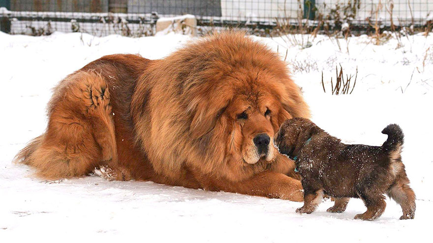 world's largest dog breeds top 10