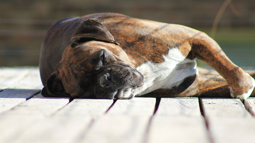 What are Boxer Dog Allergies