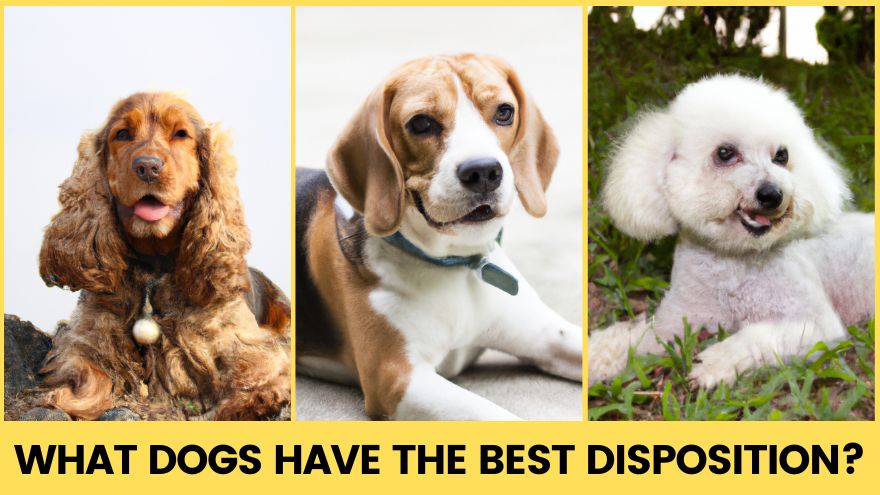 What Dogs Have the Best Disposition?